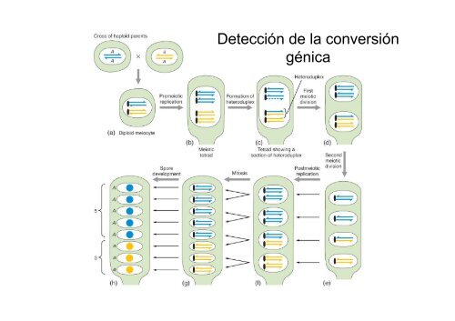 Neurospora crassa - BioScripts