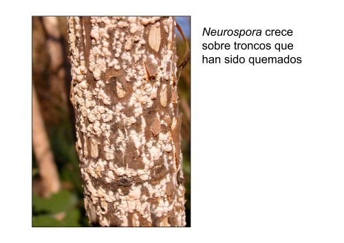 Neurospora crassa - BioScripts