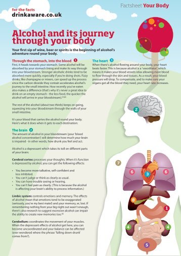 Alcohol and its journey through your body - Your Space West Sussex