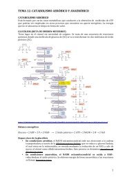 TEMA 12. CATABOLISMO