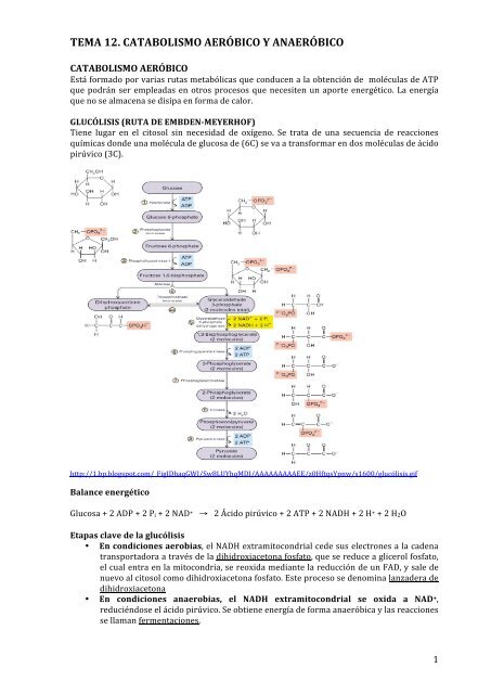 TEMA 12. CATABOLISMO