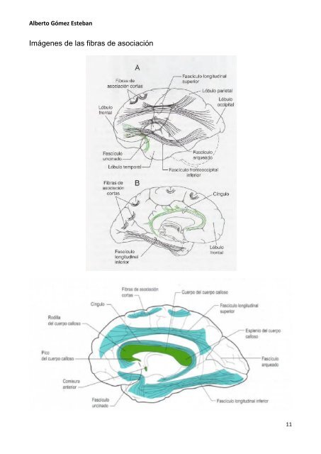 Neurociencia. Telencefalo.pdf - VeoApuntes.com