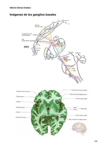 Neurociencia. Telencefalo.pdf - VeoApuntes.com