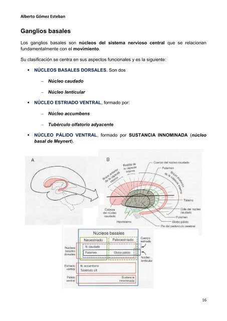 Neurociencia. Telencefalo.pdf - VeoApuntes.com