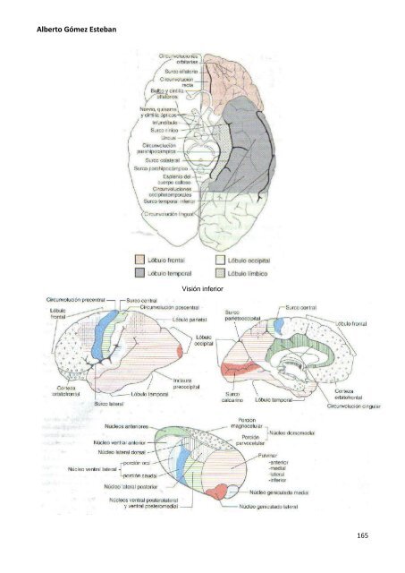 Neurociencia. Telencefalo.pdf - VeoApuntes.com