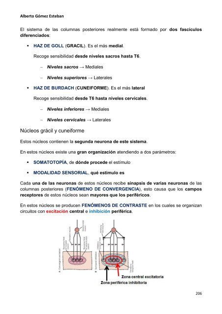 Neurociencia. Telencefalo.pdf - VeoApuntes.com