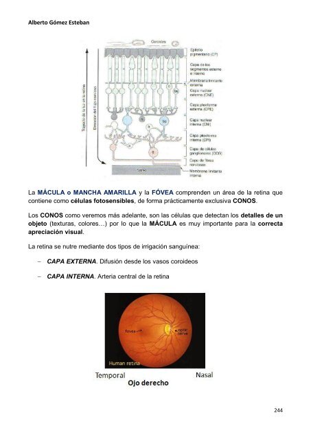 Neurociencia. Telencefalo.pdf - VeoApuntes.com