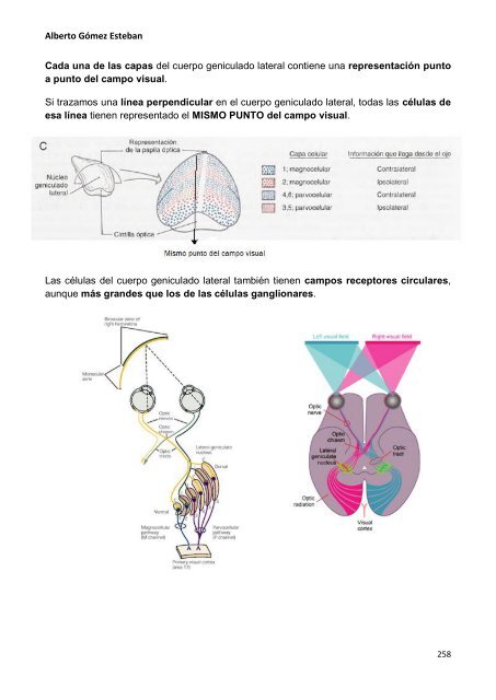 Neurociencia. Telencefalo.pdf - VeoApuntes.com