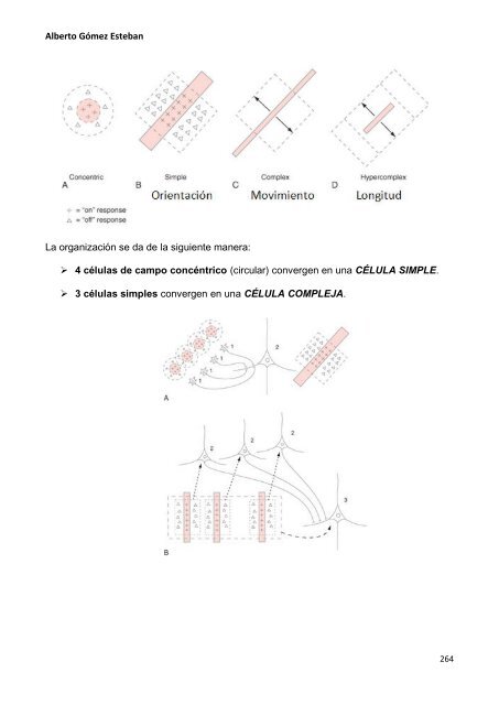 Neurociencia. Telencefalo.pdf - VeoApuntes.com