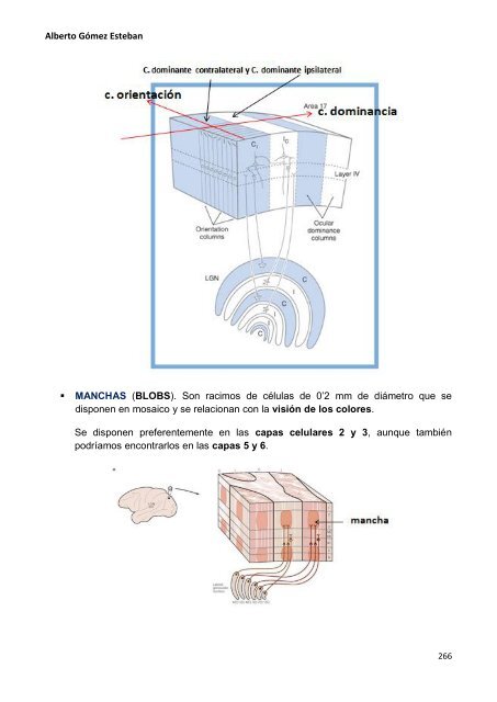 Neurociencia. Telencefalo.pdf - VeoApuntes.com