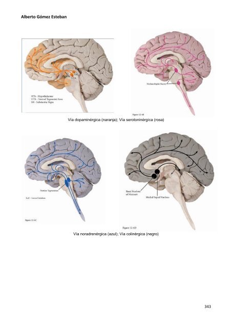 Neurociencia. Telencefalo.pdf - VeoApuntes.com