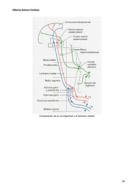 Neurociencia. Telencefalo.pdf - VeoApuntes.com