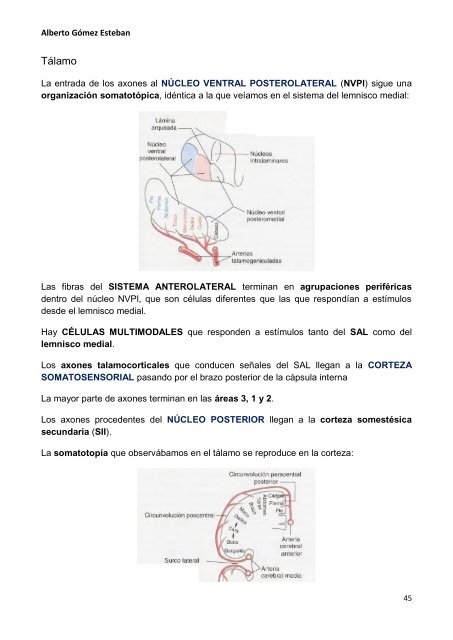 Neurociencia. Telencefalo.pdf - VeoApuntes.com