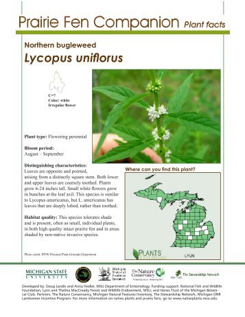 Northern bugleweed - Native Plants - Michigan State University