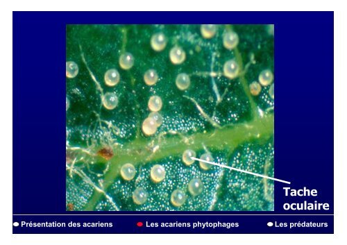 PrÃ©sentation des acariens Les acariens phytophages Les ...