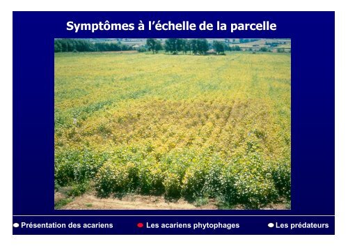 PrÃ©sentation des acariens Les acariens phytophages Les ...