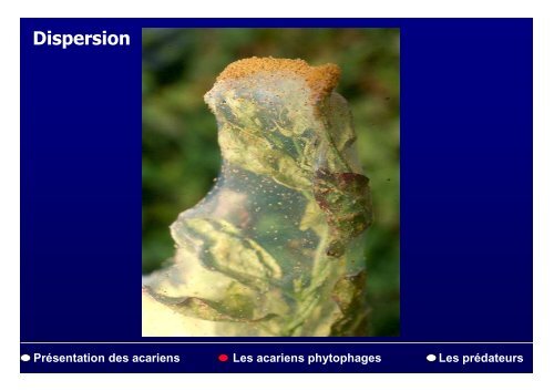 PrÃ©sentation des acariens Les acariens phytophages Les ...