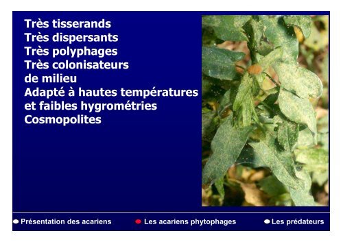 PrÃ©sentation des acariens Les acariens phytophages Les ...