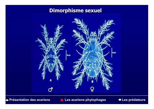 PrÃ©sentation des acariens Les acariens phytophages Les ...