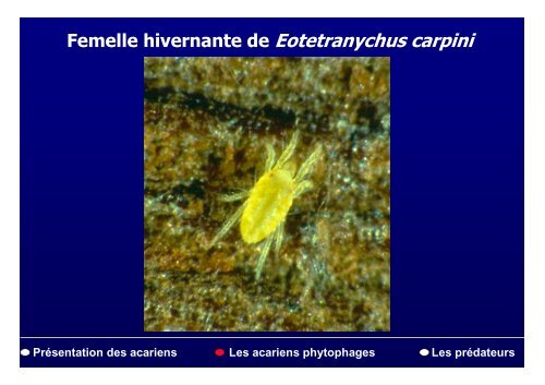 PrÃ©sentation des acariens Les acariens phytophages Les ...