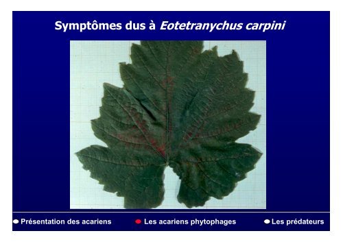 PrÃ©sentation des acariens Les acariens phytophages Les ...