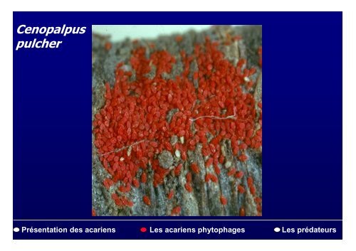 PrÃ©sentation des acariens Les acariens phytophages Les ...