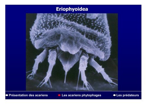 PrÃ©sentation des acariens Les acariens phytophages Les ...