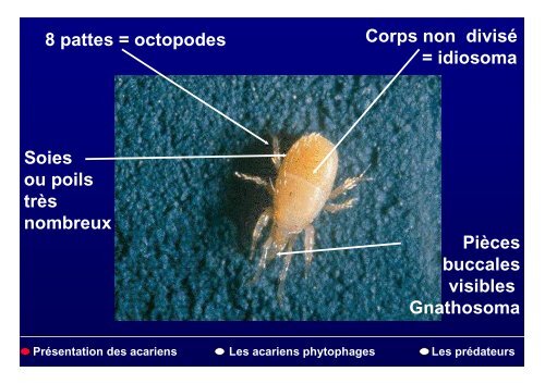 Les acariens des plantes