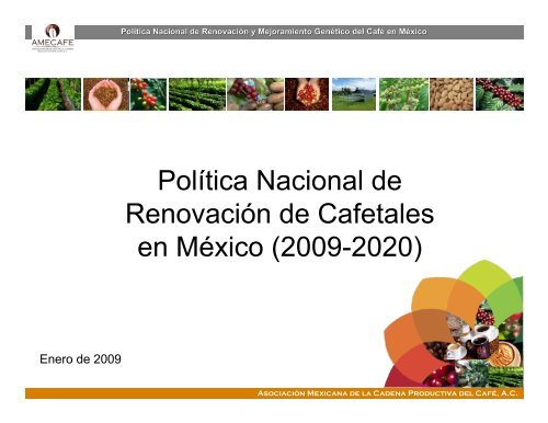 Política Nacional de Renovación de Cafetales en México ... - amecafé