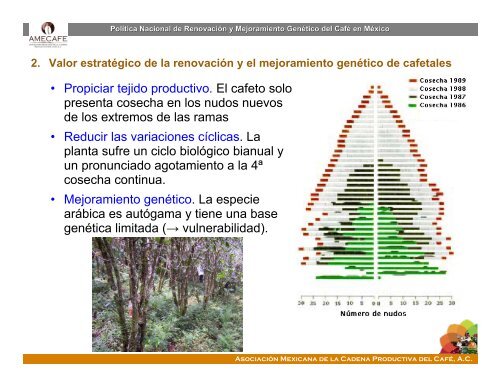 Política Nacional de Renovación de Cafetales en México ... - amecafé