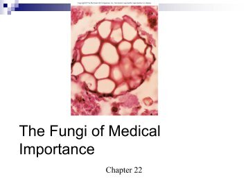 The Fungi of Medical Importance