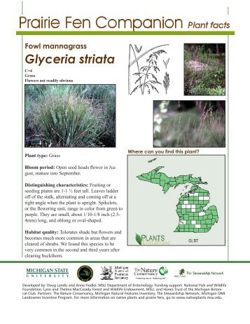 Fowl mannagrass - Native Plants - Michigan State University