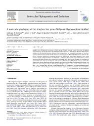 A molecular phylogeny of the stingless bee genus Melipona ...