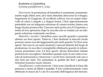 Eustoma o Lisianthus - Clamer Informa