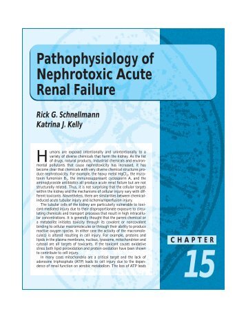 15 Pathophysiology of Nephrotoxic Acute Renal Failure