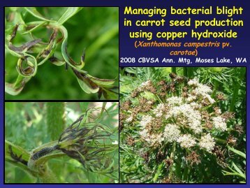 coppers to manage bacterial blight in carrot seed
