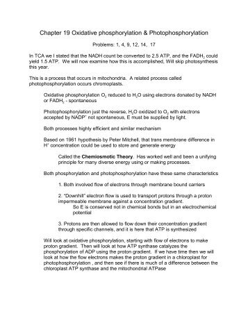 Chapter 19 Oxidative phosphorylation & Photophosphorylation