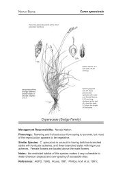 Carex specuicola