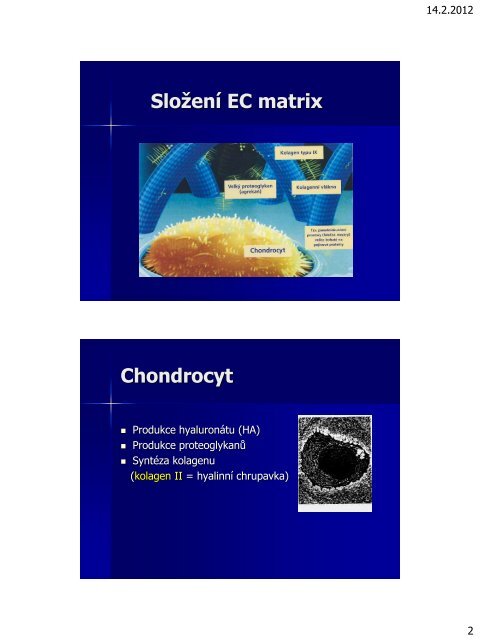 Anatomie a biomechanika kolenní chrupavky (PDF - 1.25 MB) - SSTA