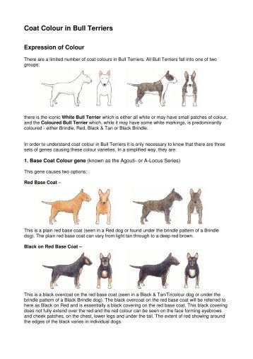 An Overview of Coat Colour in Bull Terriers