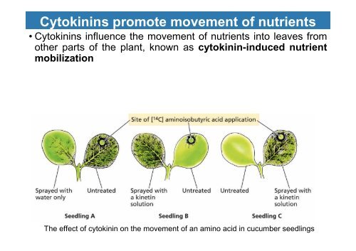 Chapter 21 Cytokinins: regulators of cell division