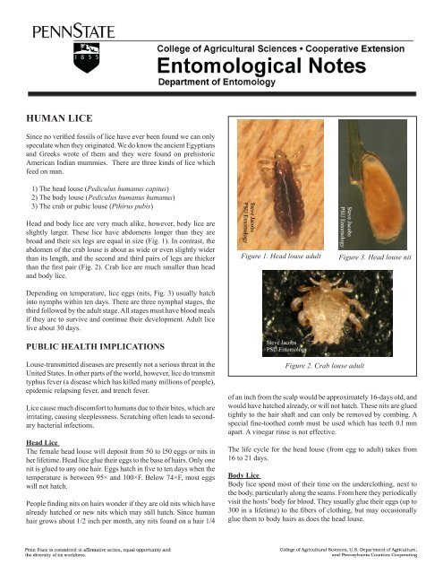 Human Lice Department Of Entomology