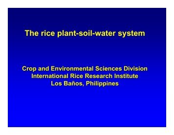 The rice plant-soil-water system - Rice Knowledge Bank ...