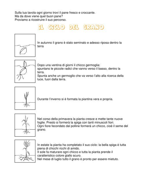 Dal chicco di grano al pane - Maestra Sabry