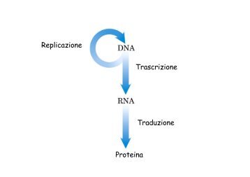 Duplicazione del DNA