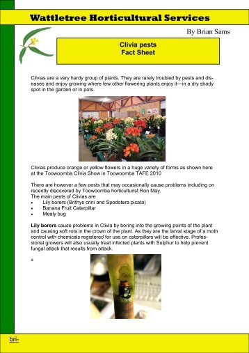 Clivia pests - Wattletree Horticultural Services