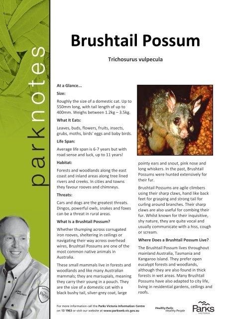 Ranger Roo Fact File: Brushtailed Possum - Parks Victoria Ranger Roo Fact File: Brushtailed Possum - Parks Victoria