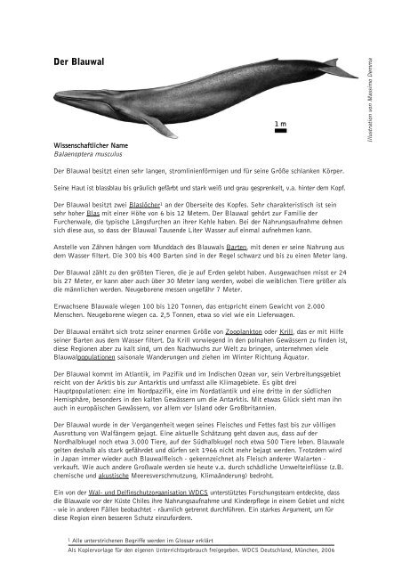 Der Blauwal - Whale and Dolphin Conservation Society