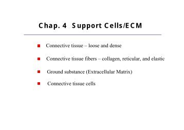 Connective tissue cells