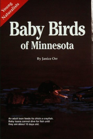 199 Baby Birds of Minnesota - webapps8